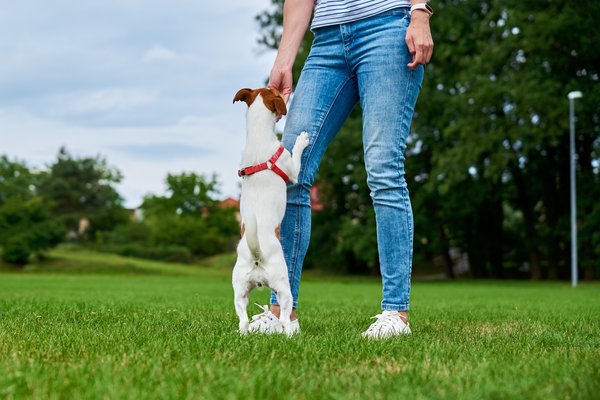 Oreille de boeuf pour chien : la friandise naturelle à croquer